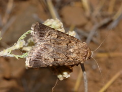 Dichagyris squalorum