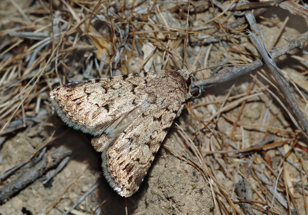 Dichagyris inexpectata