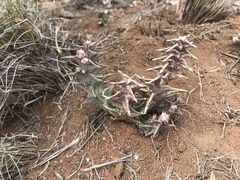 Orbea carnosa carnosa