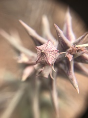Orbea carnosa carnosa