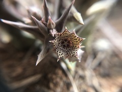 Orbea carnosa carnosa