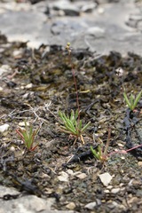 Phemeranthus calcaricus