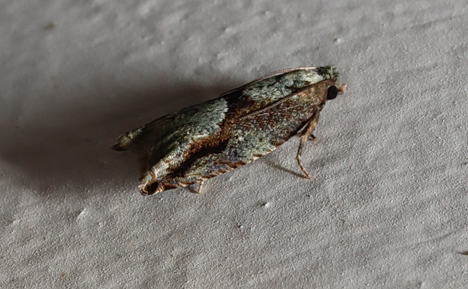 Rhopobota hortaria
