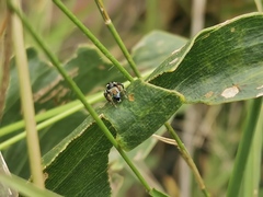 Maratus ottoi