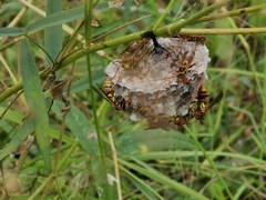Polistes humilis synoecus