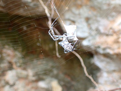Argiope mascordi