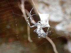 Argiope mascordi