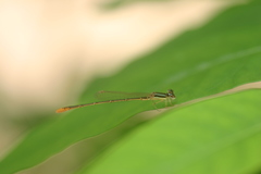 Agriocnemis pygmaea