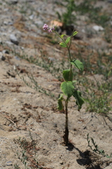 Persicaria pilosa