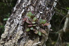Specklinia