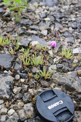 Phemeranthus calcaricus