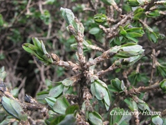 Lonicera kawakamii