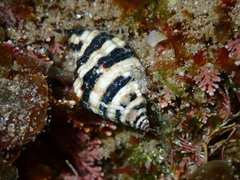 Engina zonalis