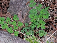 Thalictrum myriophyllum