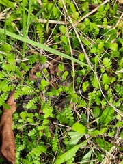 Leptinella squalida squalida