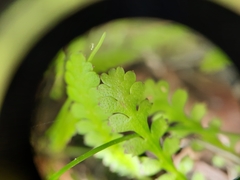 Leptinella squalida squalida