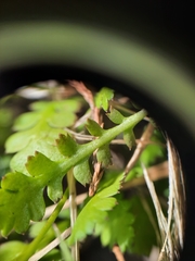 Leptinella squalida squalida