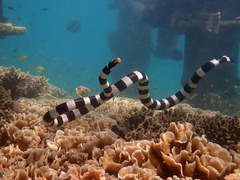 Yellow-Lipped Sea Krait photo 4