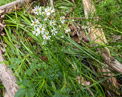 Olearia glandulosa
