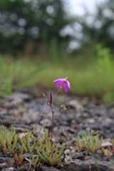 Phemeranthus calcaricus