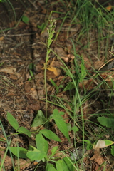 Liparis campylostalix