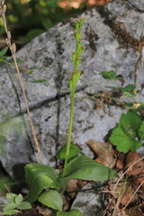 Liparis campylostalix