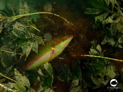 Halichoeres brownfieldi