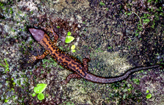 Lepidophyma pajapanensis