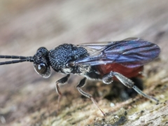 Liopteridae