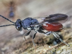 Liopteridae