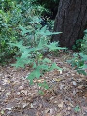 Roldana anisophylla