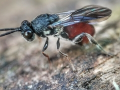 Liopteridae