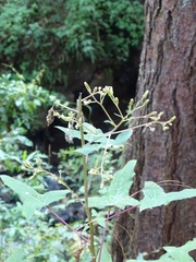 Roldana anisophylla