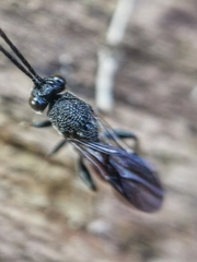 Liopteridae