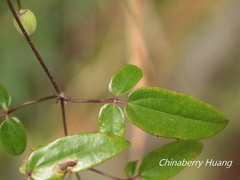 Clematis morii