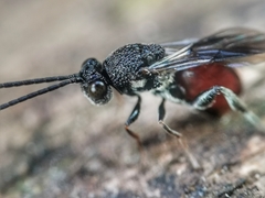 Liopteridae