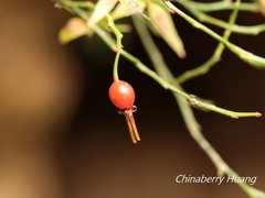 Vaccinium japonicum lasiostemon
