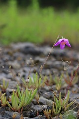 Phemeranthus calcaricus