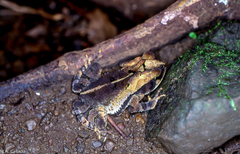 Incilius cavifrons