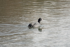 Fulica atra