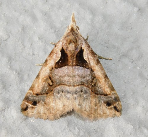 Tephrialia