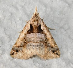 Arsina trigonospila
