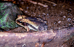 Incilius cavifrons