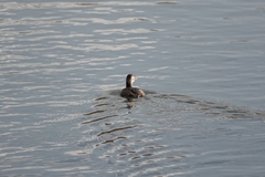 Tachybaptus ruficollis