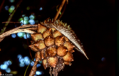 Astrocaryum mexicanum