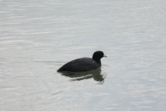 Fulica atra