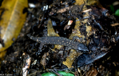 Lepidophyma tuxtlae