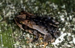 Incilius cavifrons
