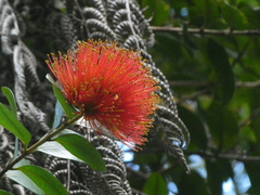 Metrosideros fulgens