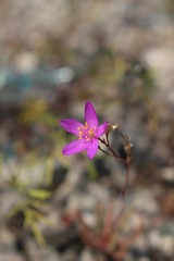 Phemeranthus calcaricus